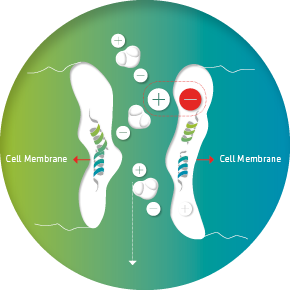 A cell membrane is shown in the middle of an image.