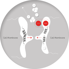 A circle with two images of feet and one image is labeled cell membrane.