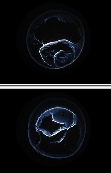 Two images of a jellyfish in the dark.